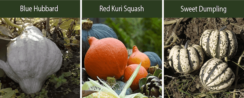 blue hubbard squash red kuri squash sweet dumpling squash varieties